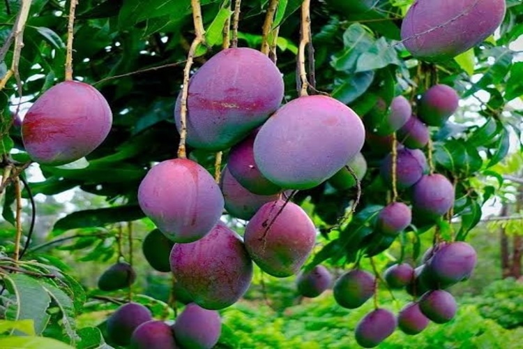 Mango Türkiye'de Yetişir Mi?