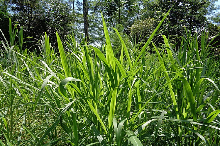 Maralfalfa Tohumu Nasıl Ekilir?
