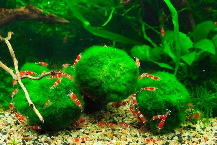 Marimo Hangi Balıklarla Yaşar?