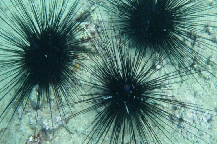 Marmara’da Denizkestanesi Tehlikesi: Denizkestanesi Neden Çoğalır? Denizkestanesi Tehlikesi Nedir?