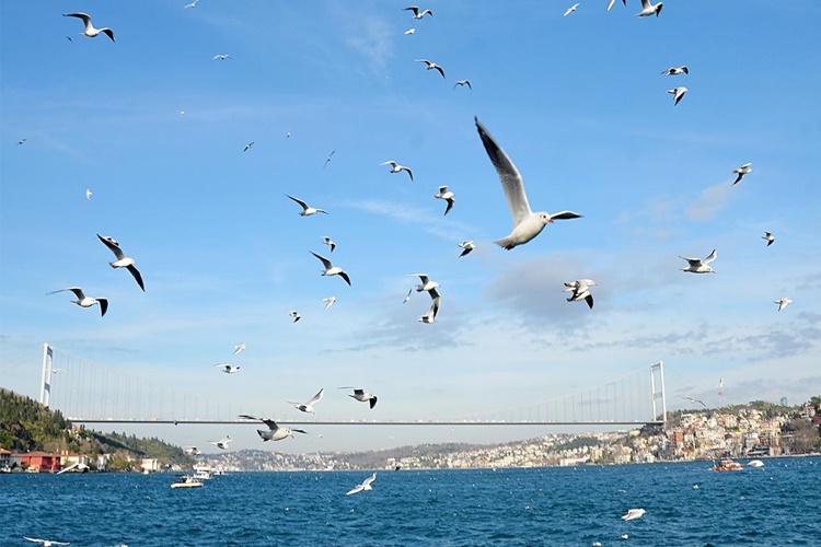  Martı Yavru Kedi Yer Mi?