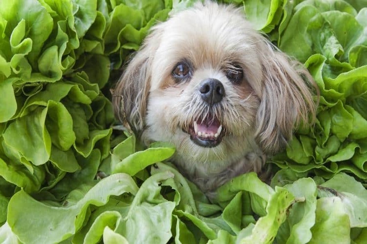 Marul Köpeklere Zararlı Mı?