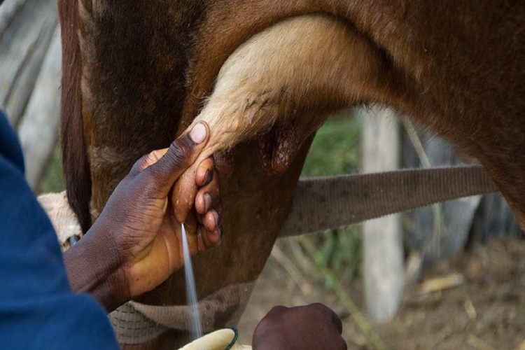 Mastitis İnsana Bulaşır Mı?