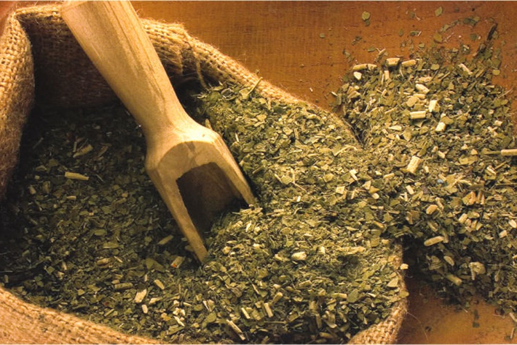 Mate Çayı Soğuk İçilir Mi?