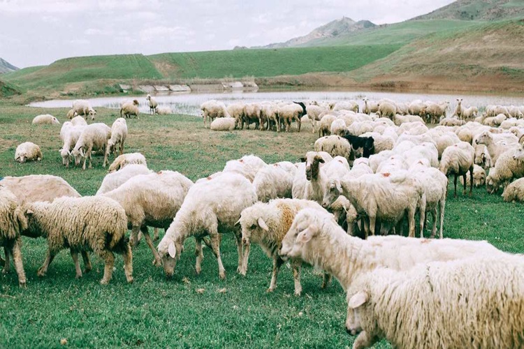 Mavi Dil Hastalığı İnsana Bulaşır Mı?