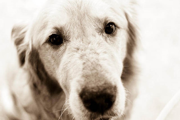 Mavi Göz Hastalığı İnsana Bulaşır Mı?