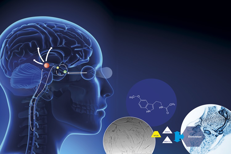 Melatonin Hormonu Zararlı Mı?