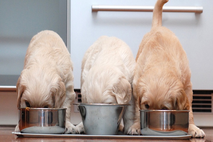 Mercimek Çorbası Köpeklere Zararlı Mı?