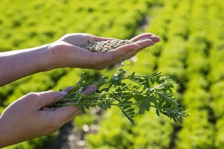 Mercimek Hasadı Hangi Ayda Yapılır?