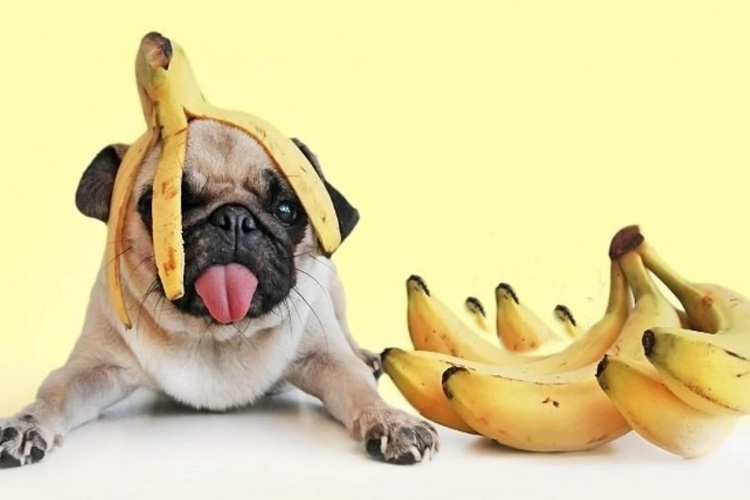 Meyve Köpeklere Zararlı Mı?