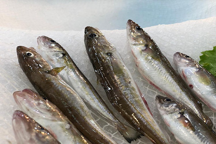 Mezgit Balığı Kılçıklı Mı?