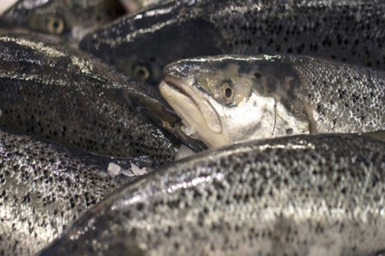 Mezgit Hamileler Yiyebilir Mi? Güncel Oku