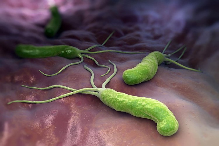 Mikroplar Kaç Gün Yaşar? Güncel Oku