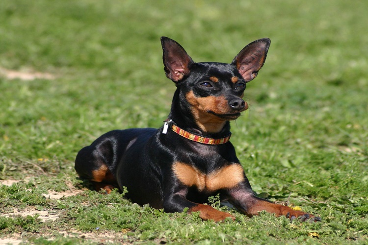 Minyatür Pinscher Boyu Kaç Cm?