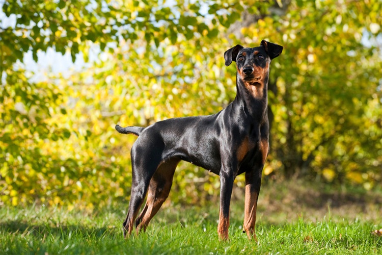 Minyatür Pinscher Evde Bakılır Mı?