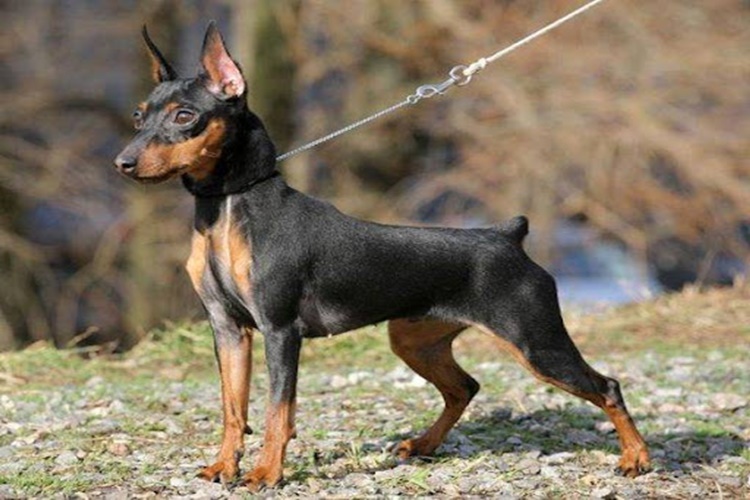 Minyatür Pinscher Kaç Yıl Yaşar?
