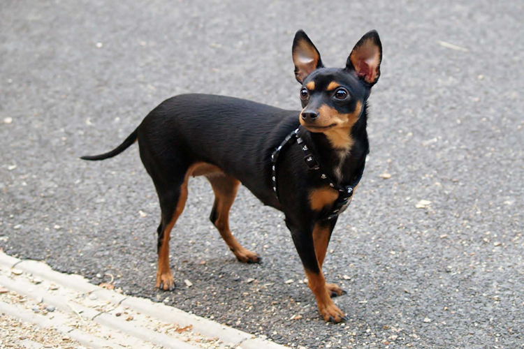 Minyatür Pinscher Köpek Fiyatı 2023 Ne Kadar?