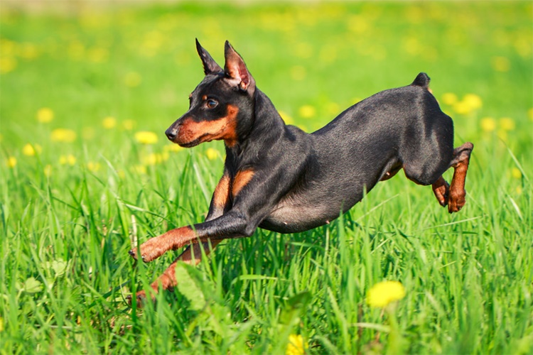 Minyatür Pinscher Özellikleri Nelerdir?