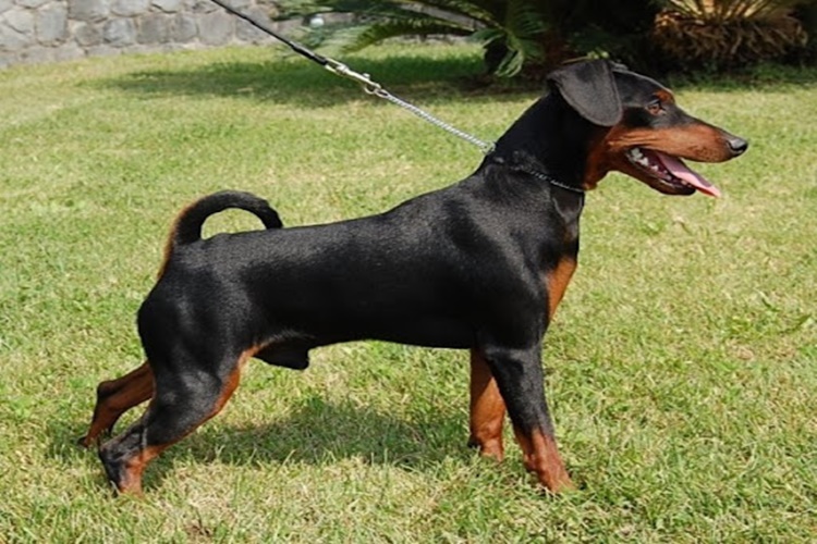 Minyatür Pinscher Tuvalet Eğitimi Nasıl Olur?