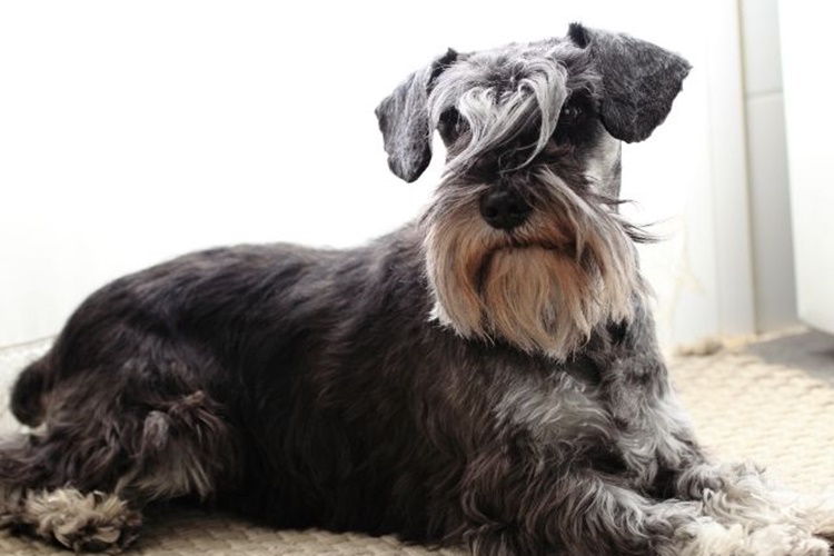 Minyatür Schnauzer Köpek Irkı Hakkında Merak Edilen Bilgiler