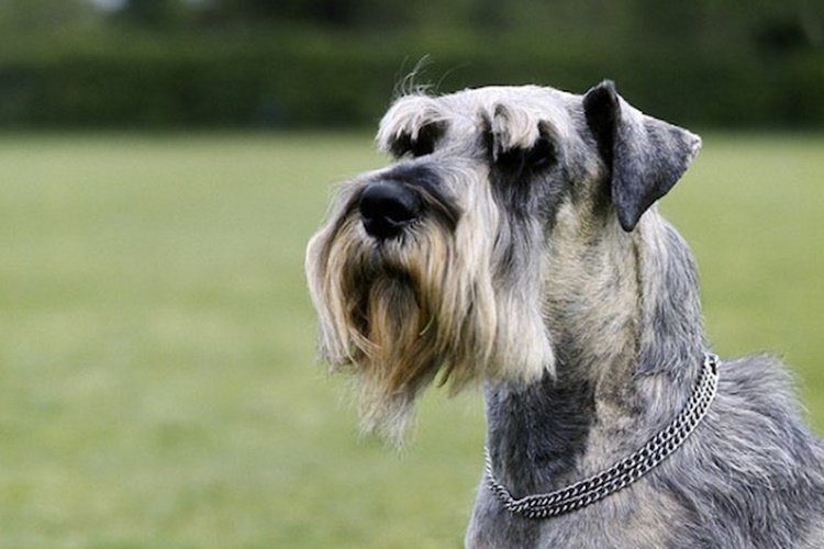 Minyatür Schnauzer Köpek Irkı Hangi Ülkenin?