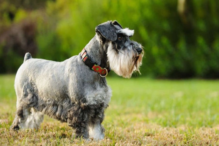 Minyatür Schnauzer Köpek Irkının Boyutları Nelerdir?