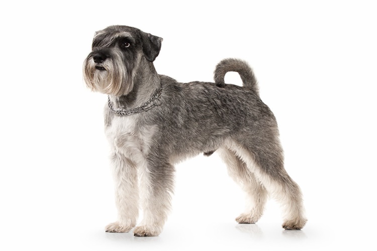 Minyatür Schnauzer Köpek Irkının Özellikleri Nelerdir?