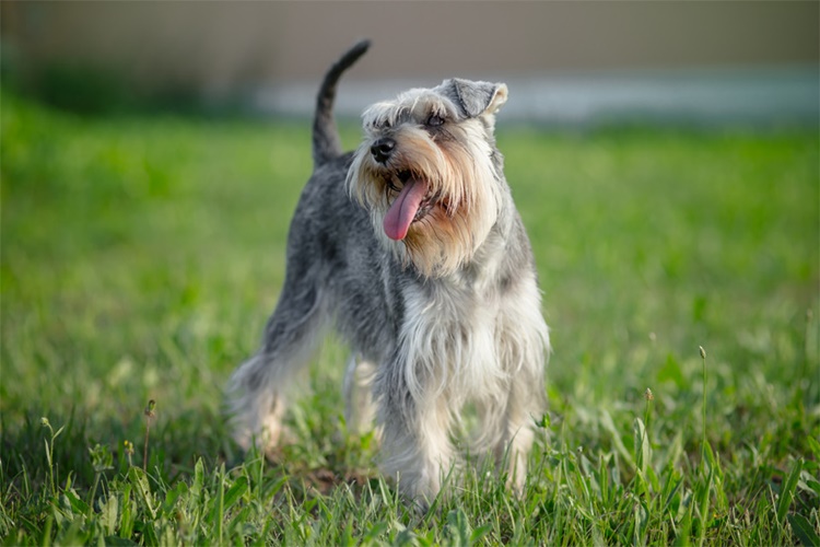 Minyatür Schnauzer Köpeklerin Bakımı Nasıl Yapılır?