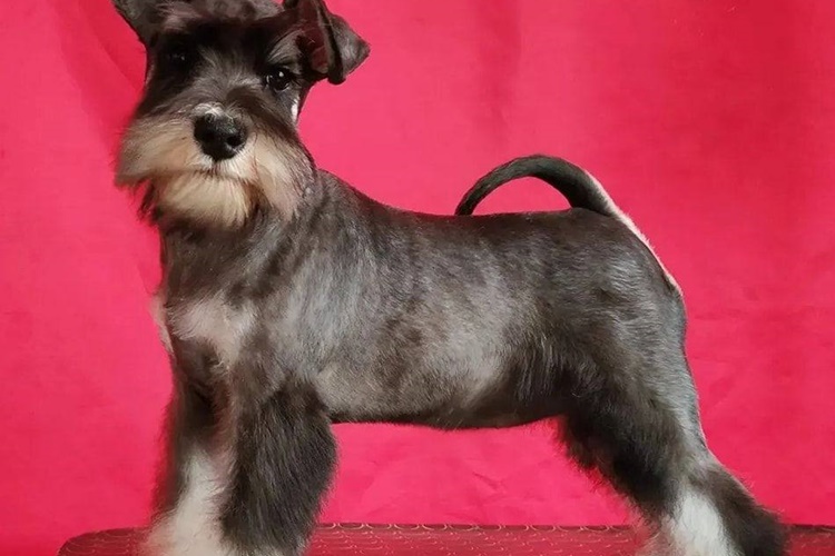 Minyatür Schnauzer Köpeklerin Fiyatları Nedir?