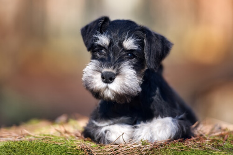Minyatür Schnauzer Köpeklerin Renkleri Nelerdir?