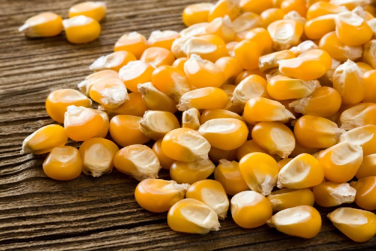 Mısır Tohumu Nasıl Ekilir?