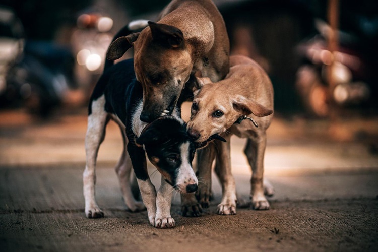 Mısır Unu Köpeklere Zararlı Mı?