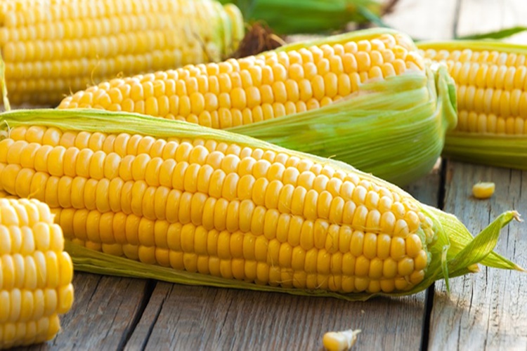 Mısırda Gluten Var Mı?