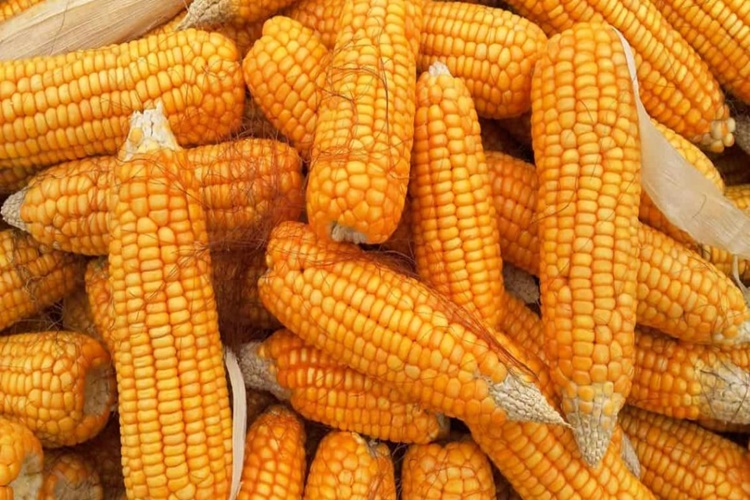 Mısırın Piştiğini Nasıl Anlarız?