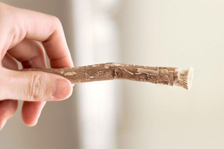 Misvak Ağacı Türkiye’de Yetişir Mi?