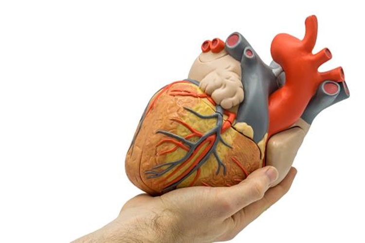 Mitral Yetmezlik Bitkisel Tedavi Önerileri