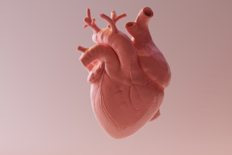 Mitral Yetmezlik Nedir?