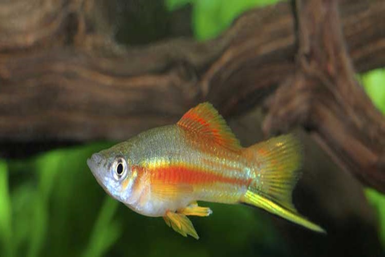 Moli Balığı Hakkında İlginç Bilgiler 