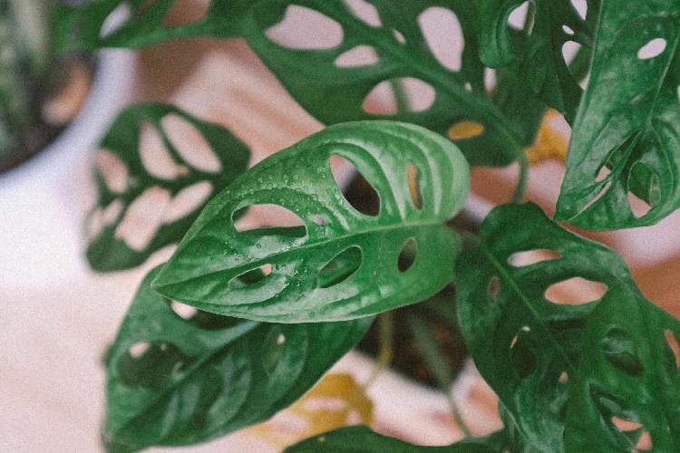 Monstera Yaprakları Neden Sararır?