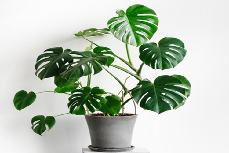 Monstera Zehirli Mi?