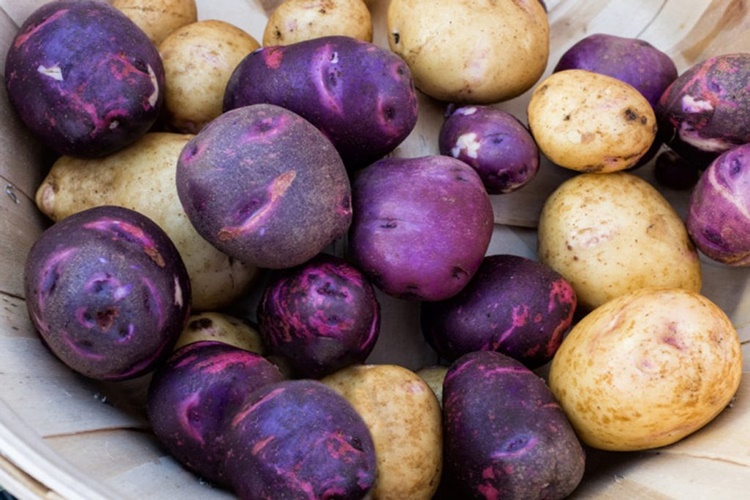 Mor Patates Bebeklere Verilir Mi?
