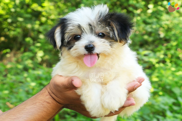 Morkie Cinsi Köpekler Kaç Yıl Yaşar?