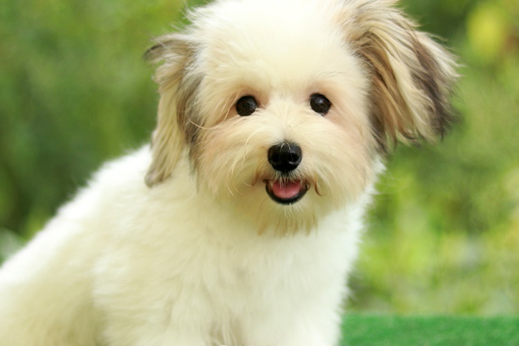Morkie Cinsi Köpekleri Sahiplenmek İçin Ne Yapılır?