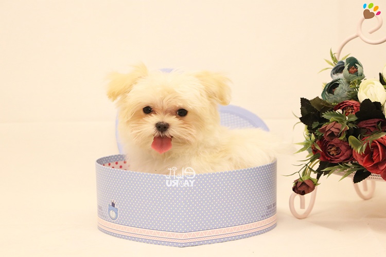 Morkie Cinsi Köpeklerin Aşıları Nelerdir?