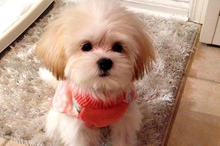 Morkie Cinsi Köpeklerin Özellikleri Nelerdir?