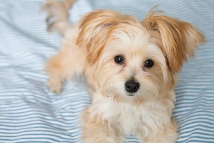 Morkie Evde Yalnız Kalabilir Mi?
