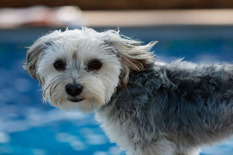 Morkie Köpek Fiyatı 2023 Ne Kadar?