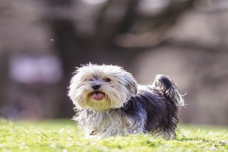 Morkie Tüy Döker Mi?