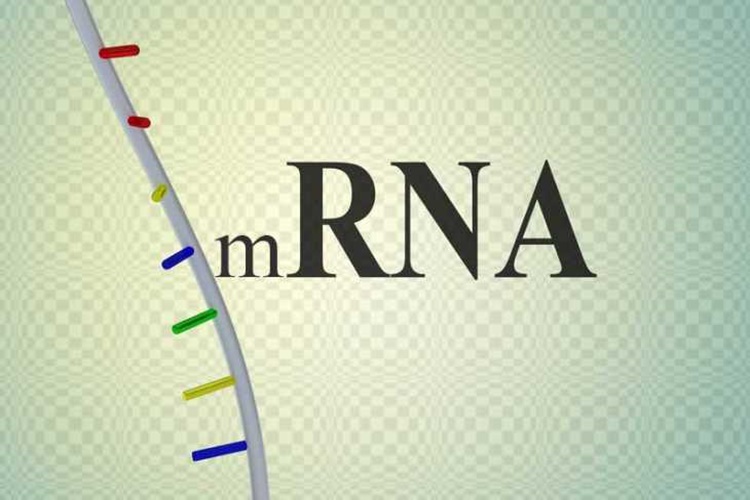 mRNA Nedir?