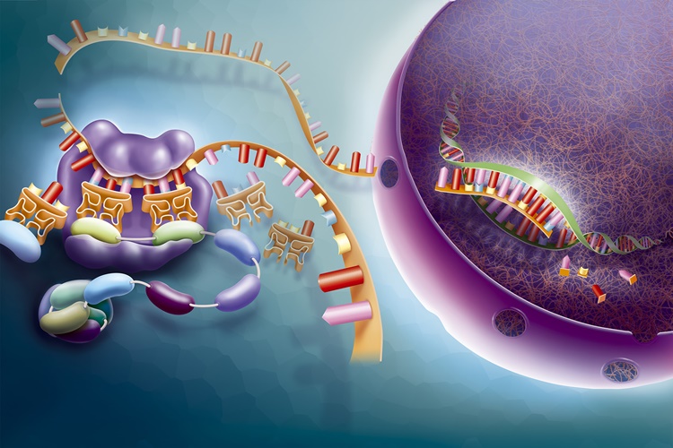 mRNA’nın Transkripsiyonu Nasıldır?